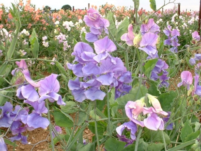 Picture of Sweet Pea Alan Williams